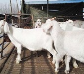 白山羊价格宰杀肉羊大量批发育肥羊羊苗免费运输货到付款白山羊