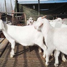 厂家直销纯种波尔山羊活体小羊羔肉羊成年种羊怀孕母羊黑山羊奶山羊包邮图片