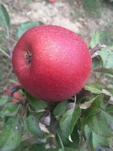 苹果苗苹果苗价格多少苹果树苗