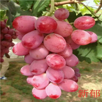 克倫生葡萄苗優(yōu)點(diǎn)克倫生葡萄苗葡萄苗缺點(diǎn)