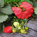 法兰地草莓苗一号多少钱一株、黔莓一号草莓苗价格
