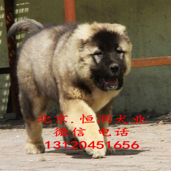 北京出售高加索幼犬赛级高加索好养吗