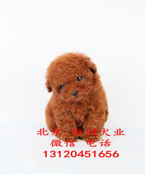 北京出售泰迪幼犬赛级泰迪好养吗