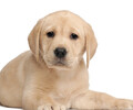 純種拉布拉多犬幼犬多少錢拉布拉多犬幼崽價格拉布拉多犬視頻