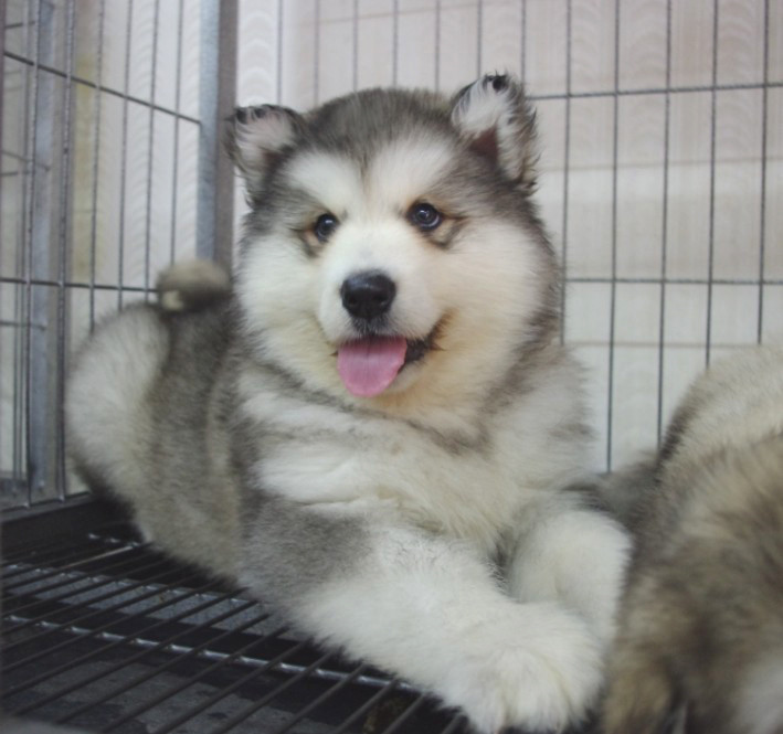出售阿拉斯加犬