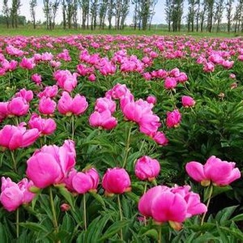 供應(yīng)白芍苗價格