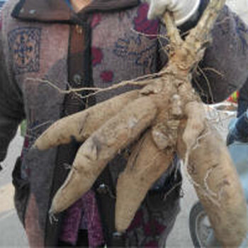 玄參芽子玄參芽子價(jià)格廠家批發(fā)