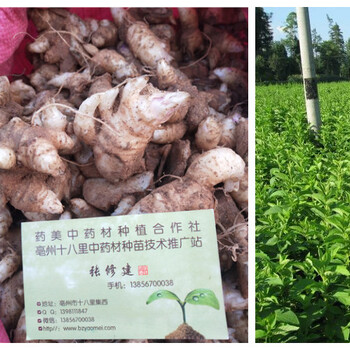 玄參種苗2019年中藥材種植效益