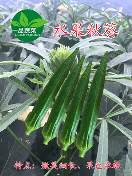 細(xì)長(zhǎng)濃綠的水果秋葵種子日本原裝進(jìn)口