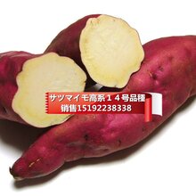日本高系14号红皮白心板栗薯图片