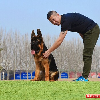 北京锤系德牧繁殖买德牧就到——宏达犬业繁殖锤系德国牧羊犬品质有保障