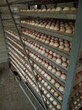 安徽哪里出售斗鸡蛋图片