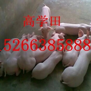 山东仔猪养殖繁育基地10~60公斤仔猪供应