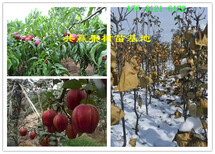 四川巴中红花椒树哪里卖红花椒树苗此处多少钱一株图片3