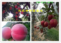 湖北荆州嫁接梨树哪里有、嫁接梨树苗多少钱卖图片3