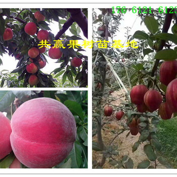 新疆喀什晚熟梨树哪里有、晚熟梨树苗多少钱卖