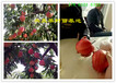 青海玉树果树哪里有果树苗此处多少钱一株