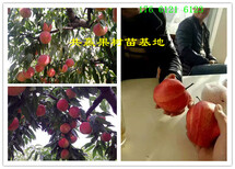 安徽芜湖新品种梨树苗此处多少钱一株_新品种梨树苗什么地方卖图片3