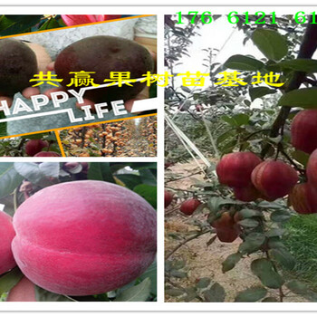 黑龙江佳木斯花椒树哪里卖的好、近期花椒树多少钱