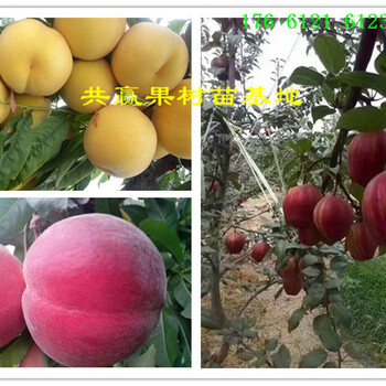 四川德阳新品种柱状梨树苗送货多少钱一棵_新品种柱状梨树苗本地价格
