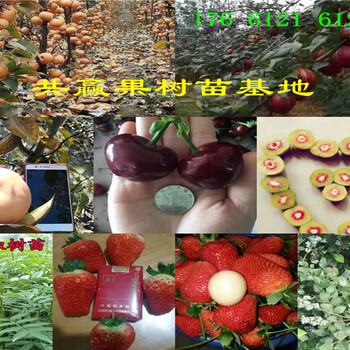 安徽宿州青花椒树哪里卖青花椒树苗此处多少钱一株