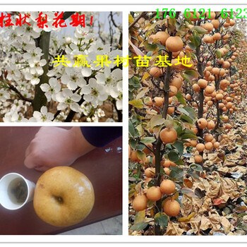 四川泸州杏树哪里卖杏树苗此处多少钱一株