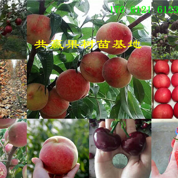 广东河源蓝莓树哪里有、蓝莓树苗多少钱卖