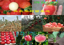 贵州铜仁蓝莓树哪里有、蓝莓树苗多少钱卖图片0