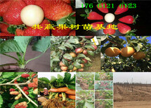 四川巴中红花椒树哪里卖红花椒树苗此处多少钱一株图片2