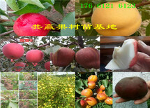 冬枣树苗主产区供应价格图片2
