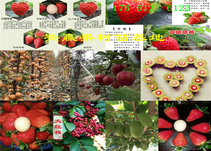 甜宝草莓苗哪里有卖、甜宝草莓苗多少钱才卖