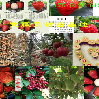 红颜99草莓苗哪里有、红颜99草莓苗主产区什么价格这里卖