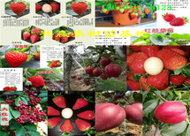 四川巴中红花椒树哪里卖红花椒树苗此处多少钱一株图片1