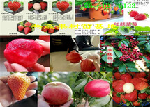 牛奶草莓苗哪里卖牛奶草莓苗主产区卖多少钱一棵图片3