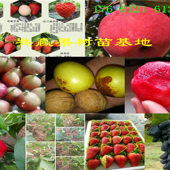 3年蓝莓苗哪里卖的便宜、3年蓝莓苗主产区价格