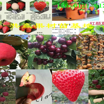 湖北宜昌红花椒树哪里卖红花椒树苗此处多少钱一株