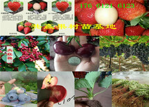 四川达州红花椒树哪里有、红花椒树苗多少钱卖图片1