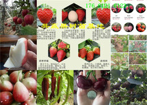 贵州铜仁蓝莓树哪里有、蓝莓树苗多少钱卖图片2