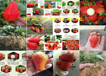 牛奶草莓苗哪里卖牛奶草莓苗主产区卖多少钱一棵图片1