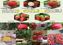 冬枣树苗主产区供应价格图片1