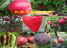 河南郑州板栗树哪里卖板栗树苗此处多少钱一株图片5
