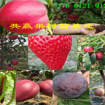 贵州六盘水梨树哪里有、梨树苗多少钱卖