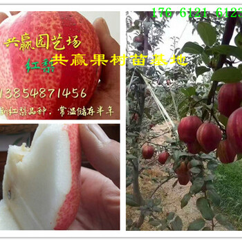 广西钦州青花椒树哪里卖青花椒树苗此处多少钱一株