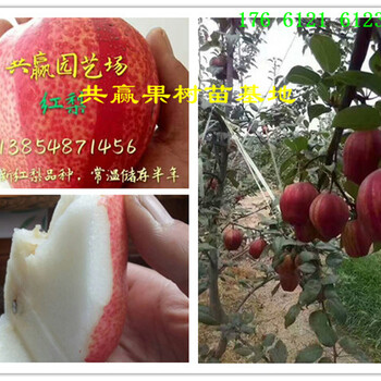 无花果树多少钱一棵卖无花果树苗育苗基地