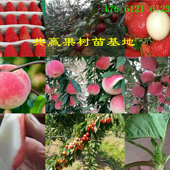甘肃庆阳红花椒树哪里卖红花椒树苗此处多少钱一株