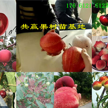 江西吉安梨树哪里卖、卖2年梨树苗多少钱、梨树苗近期价格