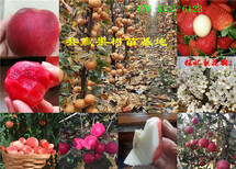 贵州黔西南无花果树哪里有、无花果树苗多少钱卖图片5