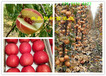 甘肃庆阳新品种柱状梨树苗送货多少钱一棵_新品种柱状梨树苗本地价格