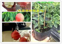 新疆克拉玛依红花椒树哪里有、红花椒树苗多少钱卖图片3