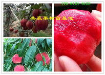 安徽芜湖新品种梨树苗此处多少钱一株_新品种梨树苗什么地方卖图片4